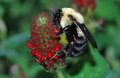 Red Clover with Bumble Bee