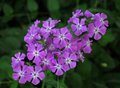 Flowers in my yard.....