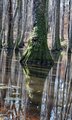 Cypress Swamp Reflections