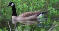 Canada Goose