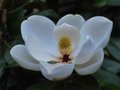 Magnolia Blossom