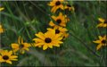 Roadside Black eyed Susans