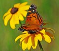 Butterfly on Black eyed Susan
