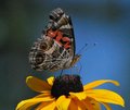 Butterfly and Black Eyed Susan...
