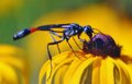 Wasp.....of some sort