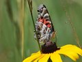 Butterfly and Black eyed Susan