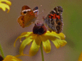 Butterflies on a Blackeyed Susan