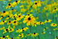 Blackeyed Susans on the Natchez Trace