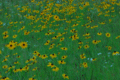 Black eyed Susans