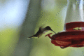 Hummingbird on the deck...