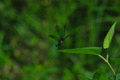 dragonfly.gif