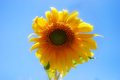 Sunflower in my garden
