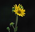 Wildflower on the Natchez Trace