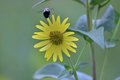 Bumble bee and wildfloer