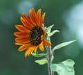 Autum Sunflower in my garden....