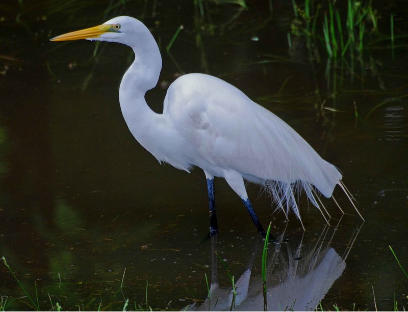 Egret on the Natchez Trace