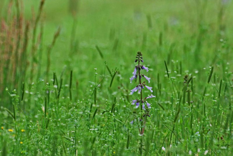 Natchez-Trace-Wildflower.jpg