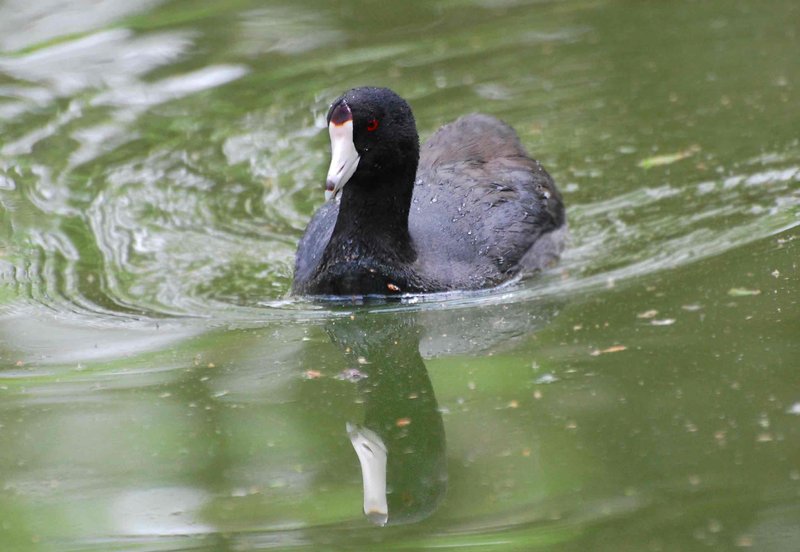Swimming Coot and Reflection