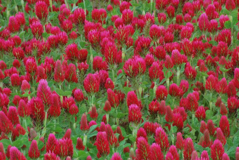 Red Clover in field