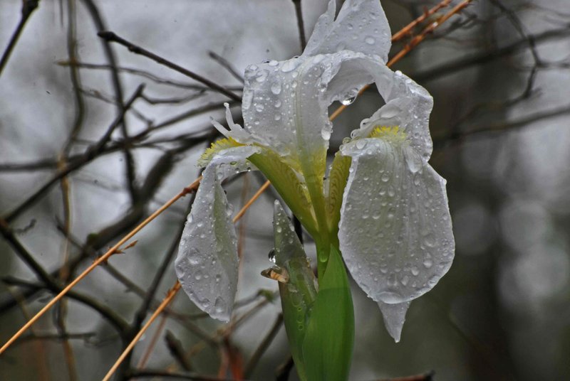 Bearded Iris after a Rain