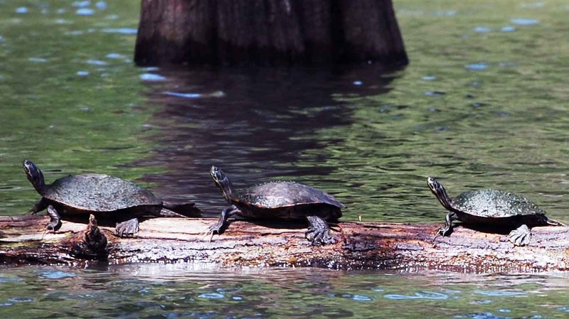 Three's Company