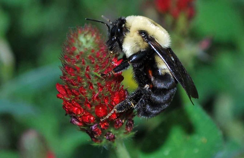 Red Clover with Bumble Bee
