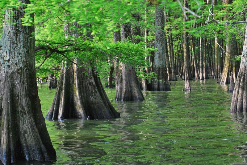 Lake Washington Cypress