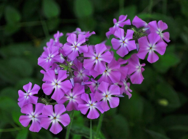 Flowers in my yard.....