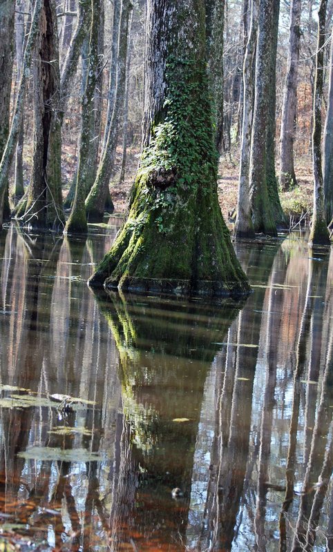 Cypress Swamp Reflections