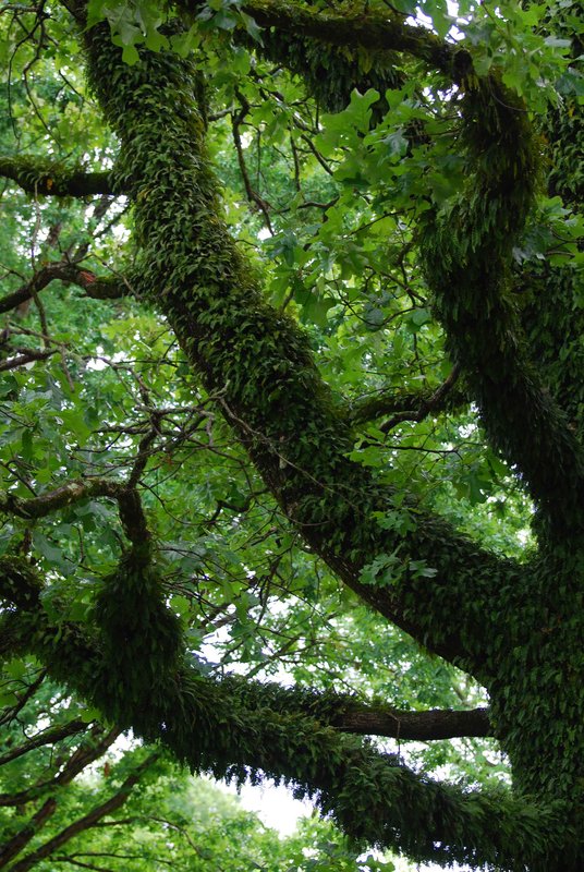 Resurrection Fern