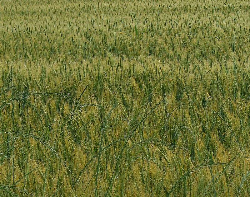 Wheat Field