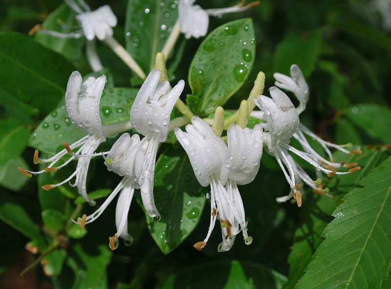 Honeysuckle after the rain....