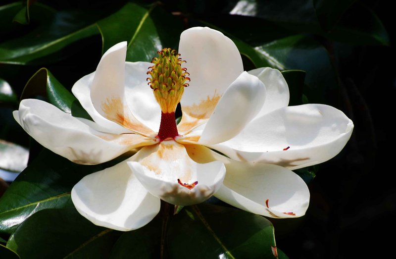 Magnolia Blossom...