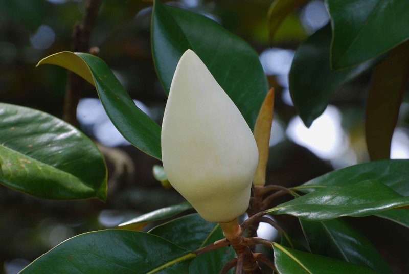 Almost a Magnolia Blossom