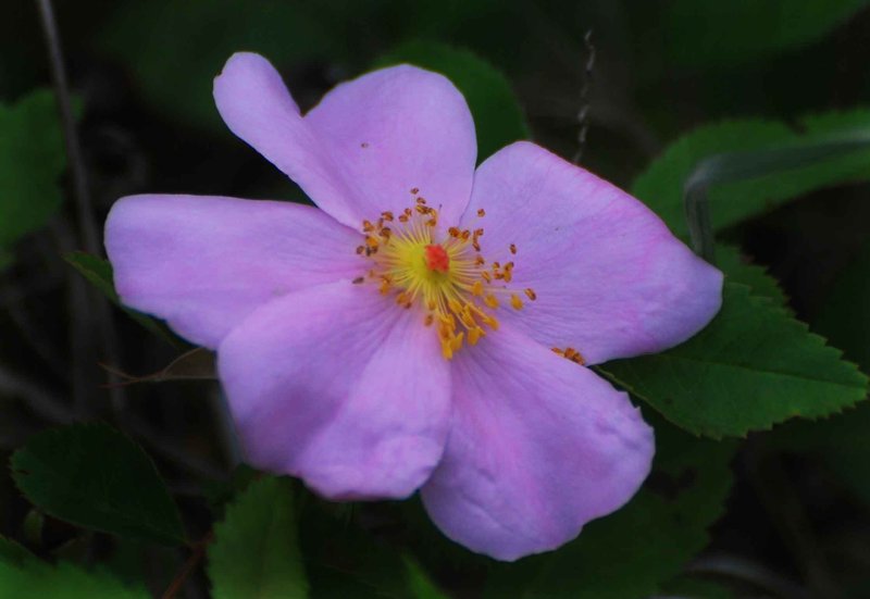 wild-rose-on-roadside.jpg