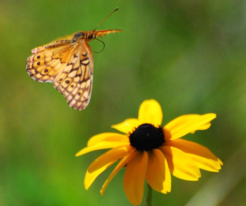 Coming in for a landing