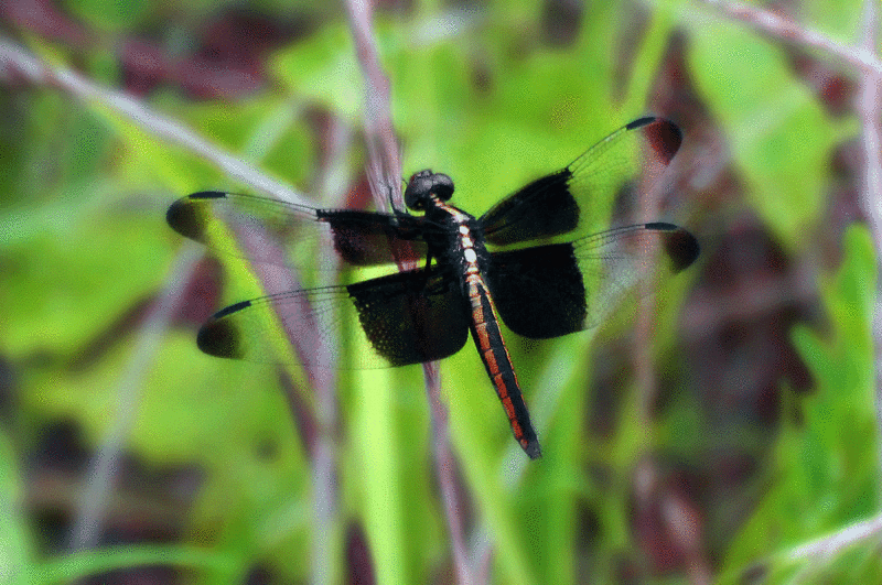Dragon fly