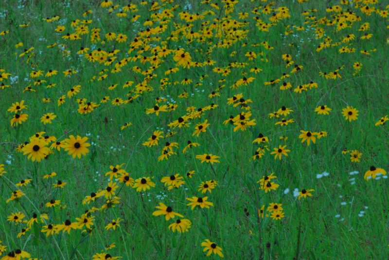 Black eyed Susans