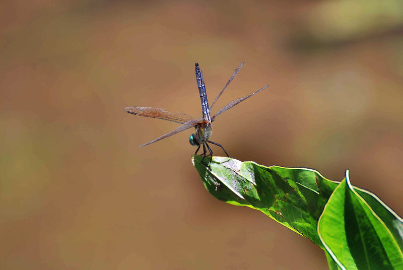 Dragonfly in the Swamp