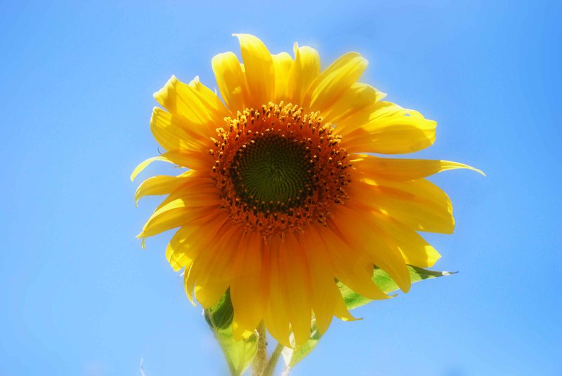 Sunflower in my garden
