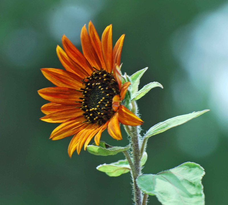 Autum Sunflower in my garden....