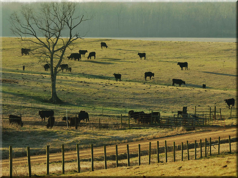 West-Bank-Farms....jpg