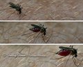 Mosquito