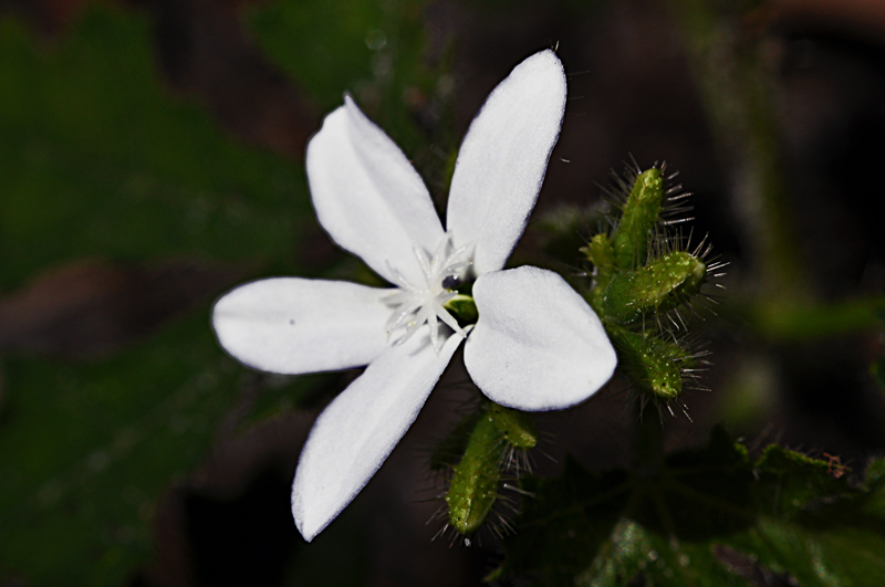 White_Flower
