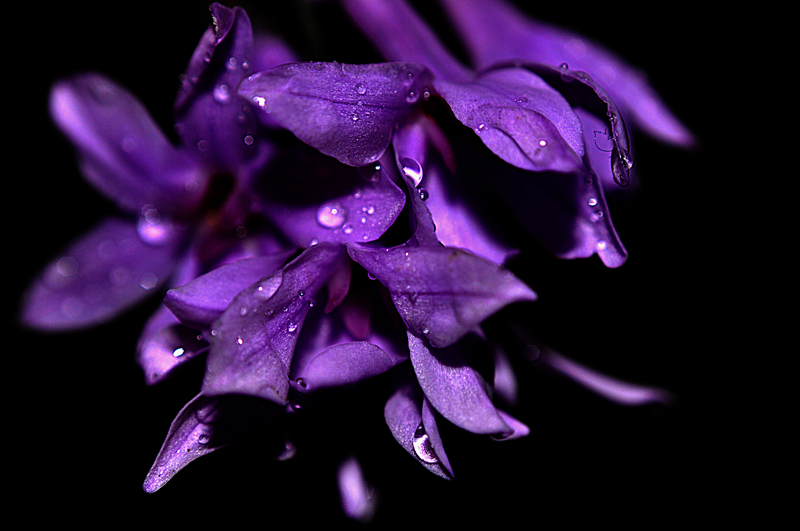 Purple_Flowers