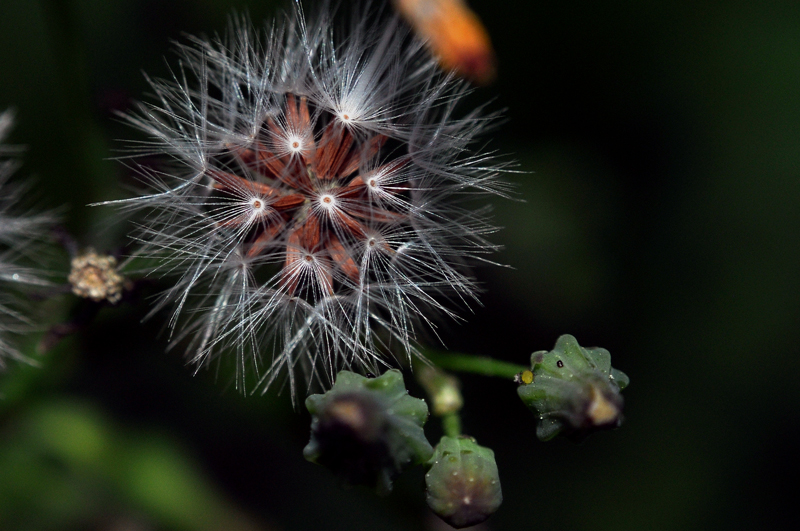 Dandelion