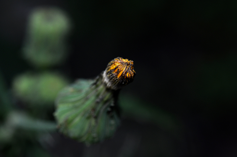 Flower804