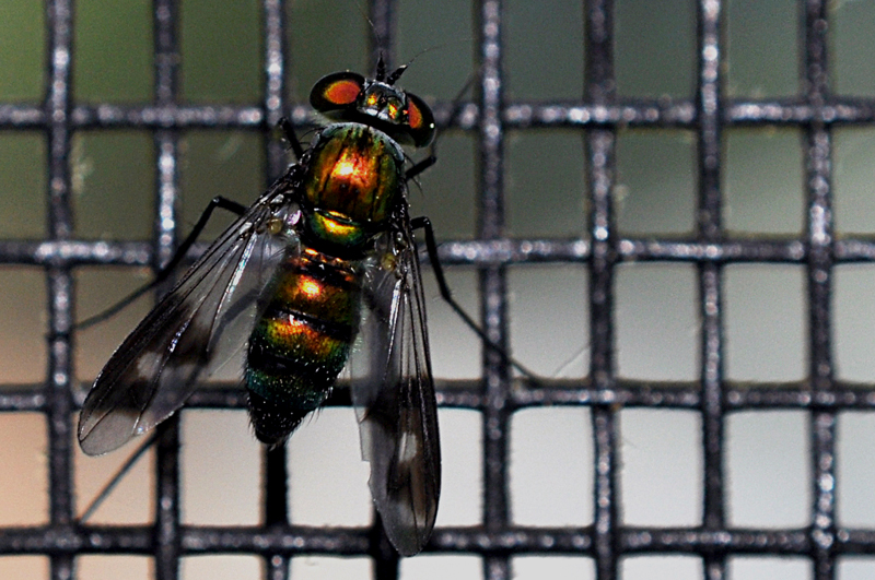 Fly