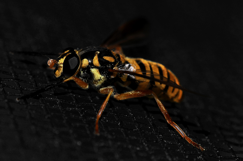 WASP