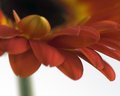 Orange Gerber Daisy